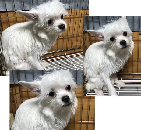청조동물병원_426337202300181
